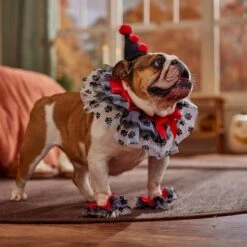 Frisco Clown Dog & Cat Costume Accessory -WoofyPlay Store 706526 PT7. AC SS1800 V1689282556