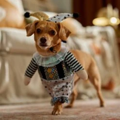 Frisco Front Walking Glitter Clown Dog & Cat Costume -WoofyPlay Store 707542 PT7. AC SS1800 V1689278717