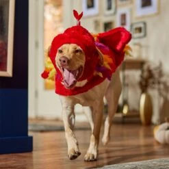 Frisco Flying Phoenix Dog & Cat Costume -WoofyPlay Store 708150 PT7. AC SS1800 V1689343869