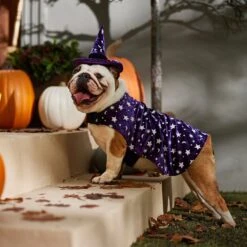 Frisco Cosmic Witch Dog & Cat Costume -WoofyPlay Store 708982 PT7. AC SS1800 V1689350987