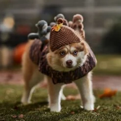 Frisco Squirrels & Nuts Ride-On Dog & Cat Costume -WoofyPlay Store 709422 PT7. AC SS1800 V1689270909