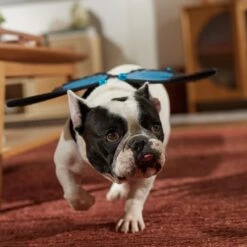 Frisco Magical Butterfly Wings Dog & Cat Costume Accessory 12 Frisco Magical Butterfly Wings Dog & Cat Costume Accessory -WoofyPlay Store 713062 PT7. AC SS1800 V1689354962