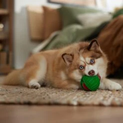 Frisco Holiday Fetch Squeaky Tennis Ball With Rubber Sleeve Dog Toy -WoofyPlay Store 739686 PT3. AC SS1800 V1694812401