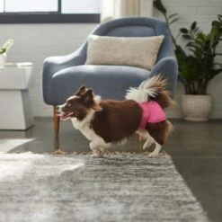 Skout's Honor Laundry Booster Stain & Odor Removal Additive, 32-oz Bottle & Frisco Washable Female Diaper -WoofyPlay Store 773022 PT8. AC SS1800 V1676749103