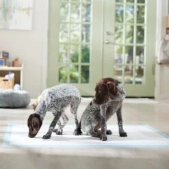 Frisco Mega Non-Skid Ultra Premium Dog Training & Potty Pads 13 Frisco Mega Non-Skid Ultra Premium Dog Training & Potty Pads -WoofyPlay Store 793822 PT6. AC SS1800 V1683033862