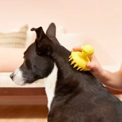 Buddy Wash Relaxing Green Tea & Bergamot Dog Shampoo & Conditioner & Frisco Rubber Duckie Dog & Cat Curry Brush -WoofyPlay Store 826422 PT7. AC SS1800 V1681332439