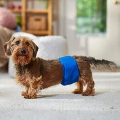 Frisco Washable Dog Diaper Male Wraps -WoofyPlay Store 862854 PT3. AC SS1800 V1698950172